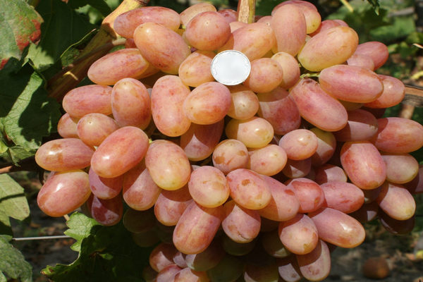 Grape Transfiguration: full characterization