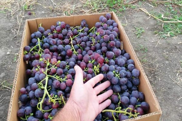 Raisins Rochefort : description, brèves informations sur les raisins