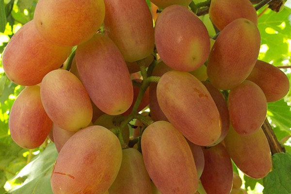 Grapes Sensation: general characteristics of the variety