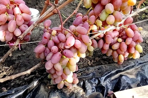 Grapes Sensation: description of the variety, dignity