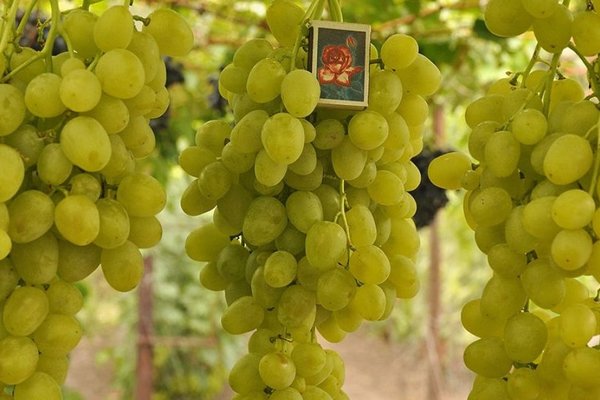 Valentine grapes: a description of the pros, cons