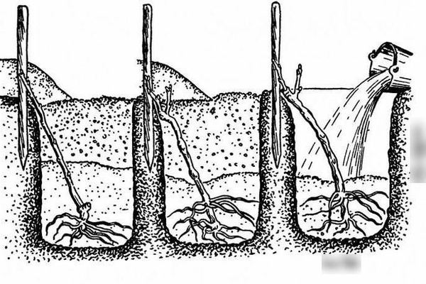 How to properly plant Valentine grapes