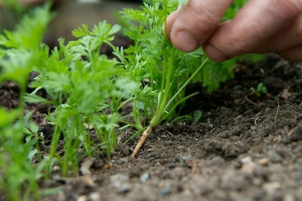 Germinação de cenoura