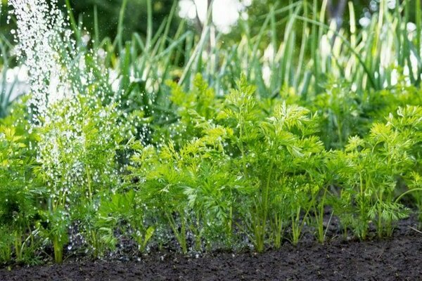 germinação de sementes de cenoura