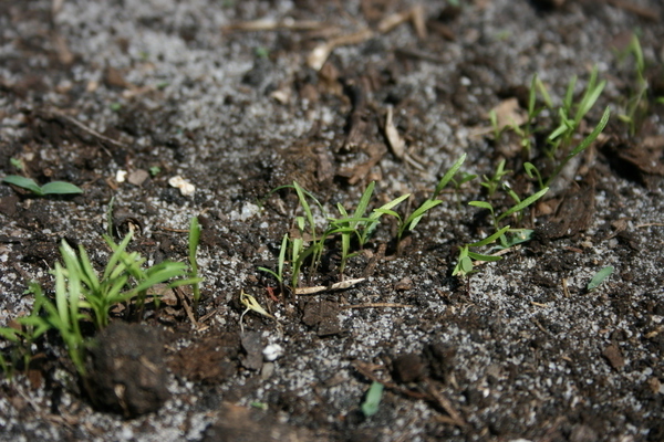 como embeber sementes de cenoura para germinação rápida