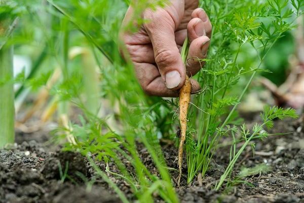 germinação de cenouras