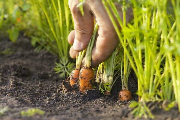 Cultiver des carottes
