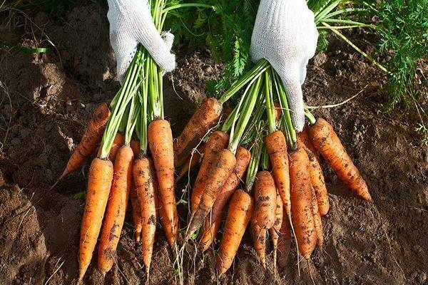 faire pousser des carottes en plein champ