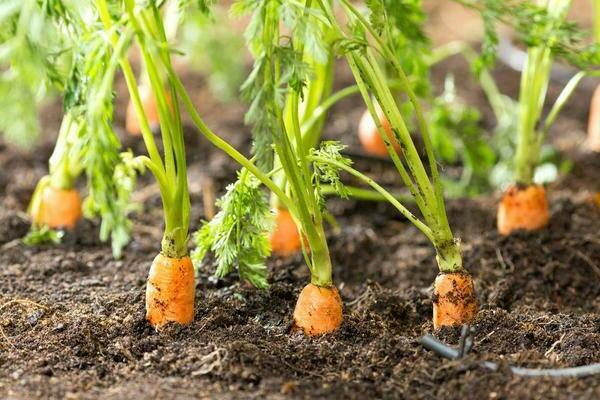 culture et entretien des carottes