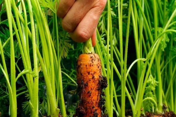 secrets de la culture des carottes