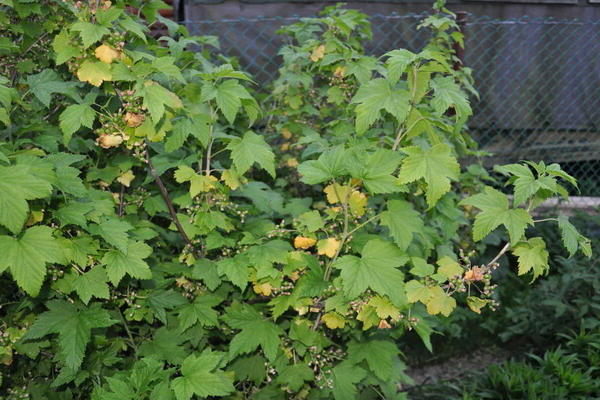 Currant leaves turn yellow