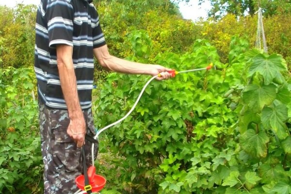 Why currant leaves turn yellow: bush diseases and treatment methods