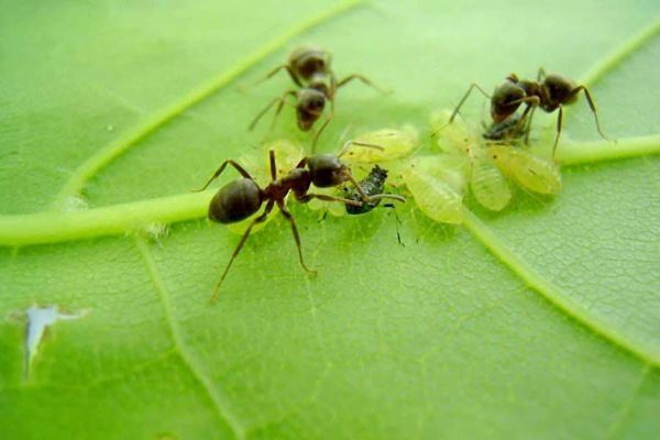 aphids and ants on currants