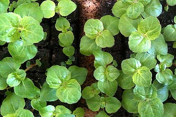 ageratum planting and care