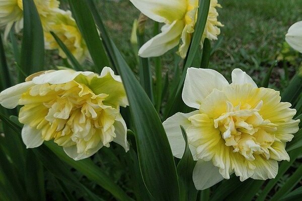 Daffodil varieties
