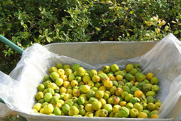 japonica