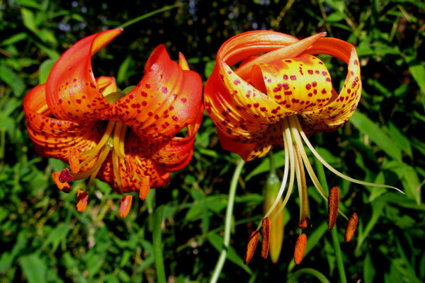 Hybrides américains