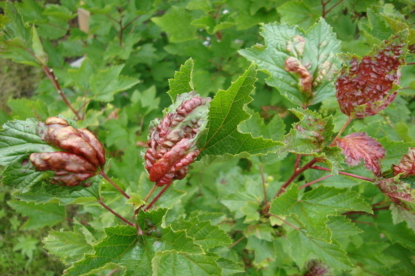 anthracnose currant treatment