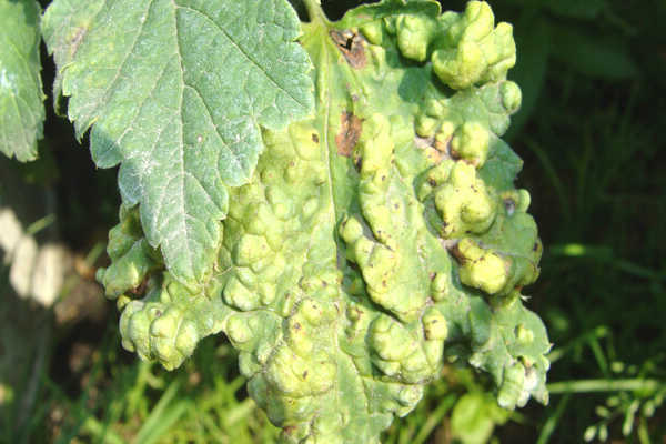 currant anthracnose preparations