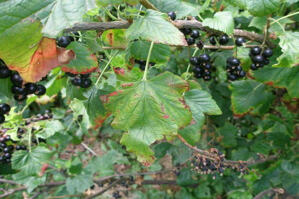 anthracnose currant treatment drugs