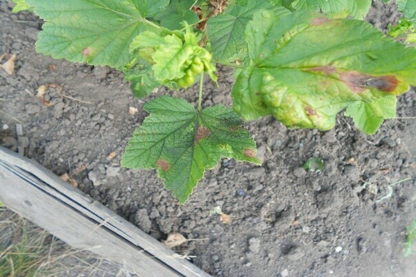 anthracnose currant photos