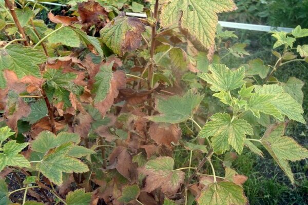black currant anthracnose