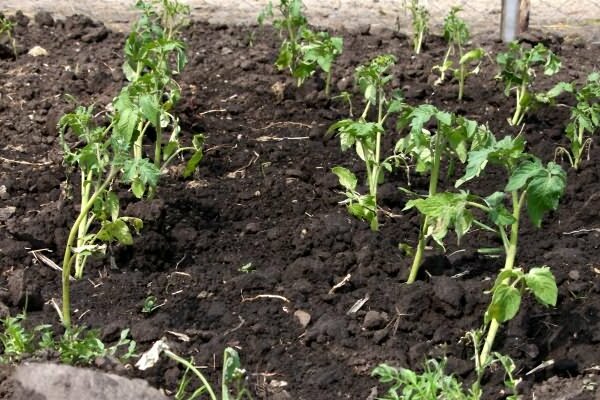 fertilizing with nitrogen fertilizers