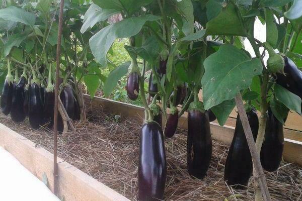 prince eggplant