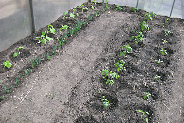 eggplant prince photos