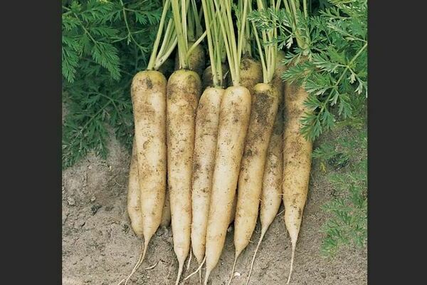 Variétés de carottes blanches