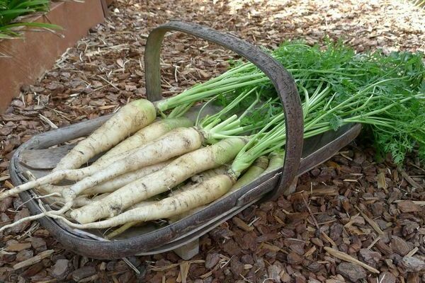 Variétés de carottes blanches