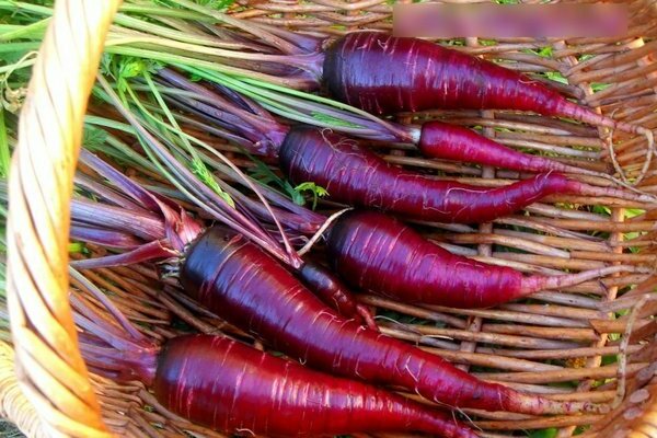 Carottes violettes: variétés