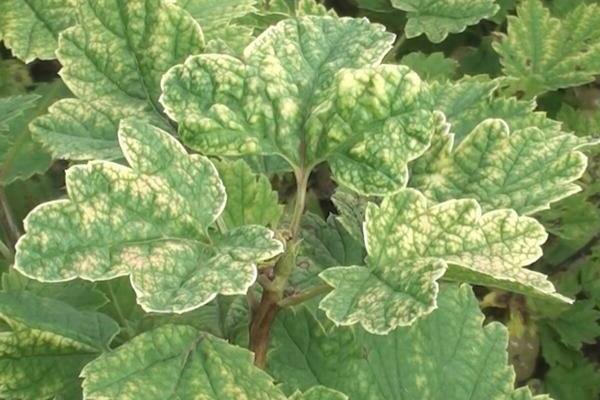 Whitish spots