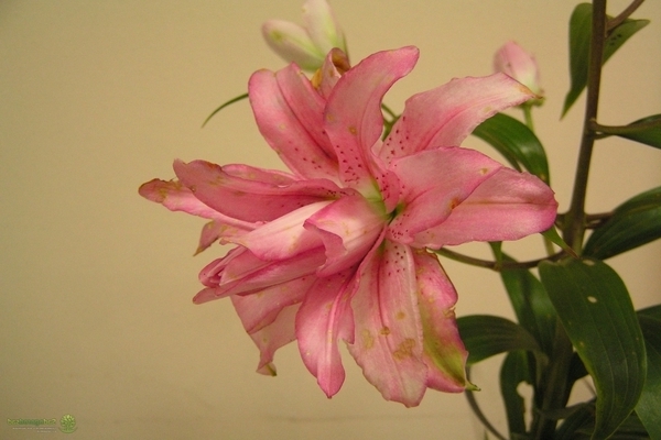 Lírios rosa belonica