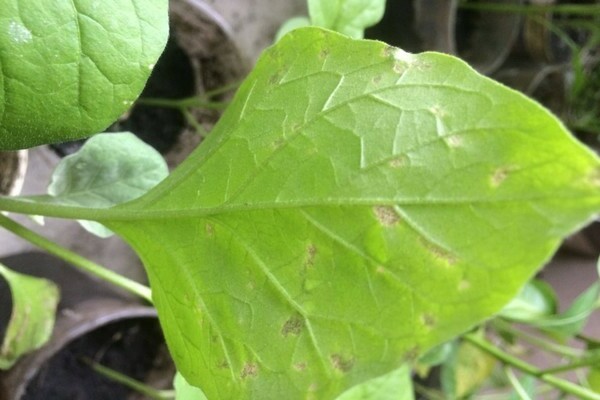 white spots on the eggplant