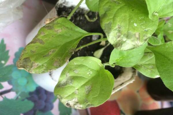 white spots on the eggplant