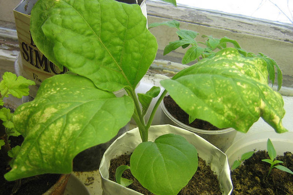 white spots on the eggplant
