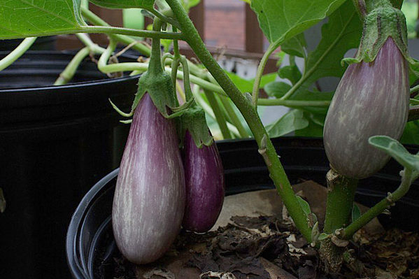 + puces noires sur aubergines