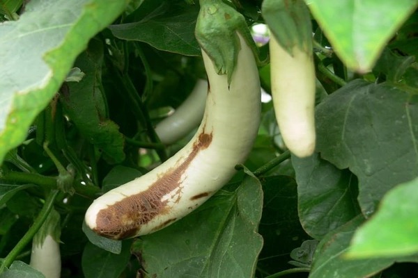 Fungal diseases of eggplant: photo, description, treatment