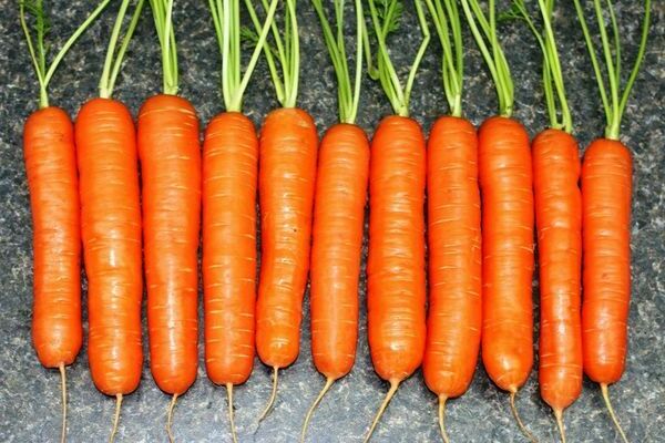 Variétés précoces de carottes
