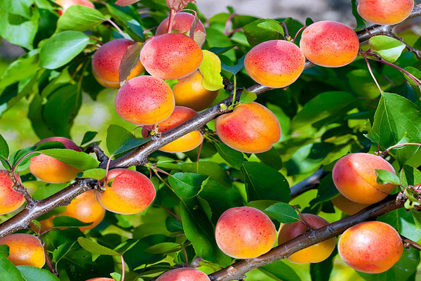 early apricot