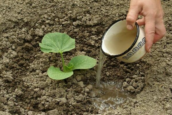 Comment nourrir la citrouille