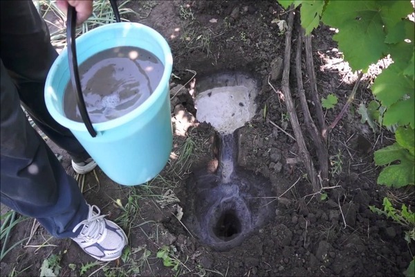 how to feed grapes in spring