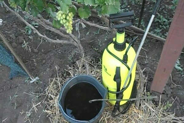 how to feed grapes in summer