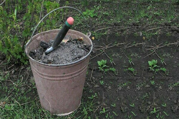 how to feed the grapes after flowering for pouring