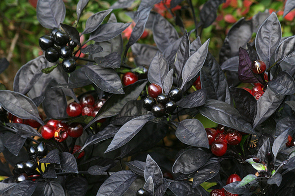 indoor pepper