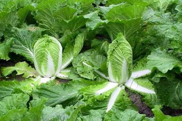 cultivation of Chinese cabbage