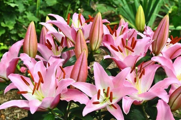 Tree lily