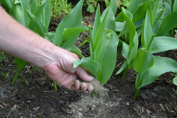cuidado da tulipa após a floração