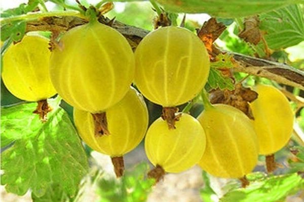 gooseberry Russian yellow